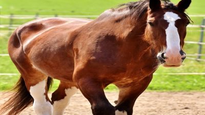 Rüyada jokey görmek