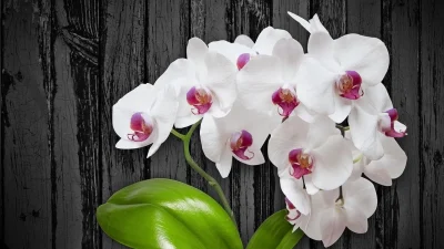 Rüyada orkide görmek