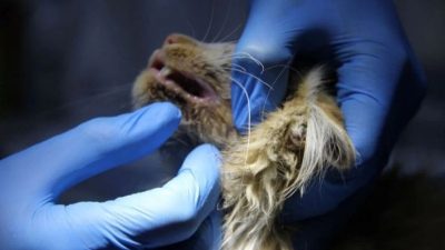 Sivas’ta yavru kedide AIDS benzeri virüs tespit edildi!