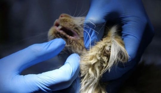 Sivas’ta yavru kedide AIDS benzeri virüs tespit edildi!