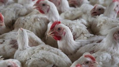 İspanya’da kuş gribi alarmı! Hayvan kümeslerini kapattı