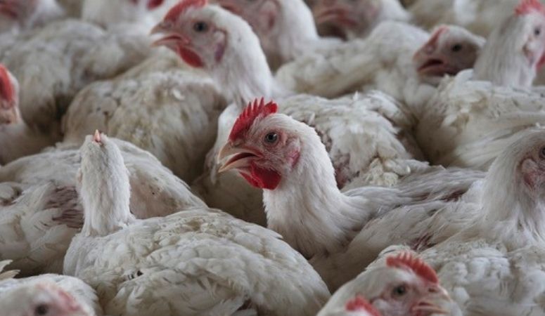 Avrupa genelinde hızla yayılan